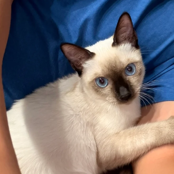 Gan's Siamese cat